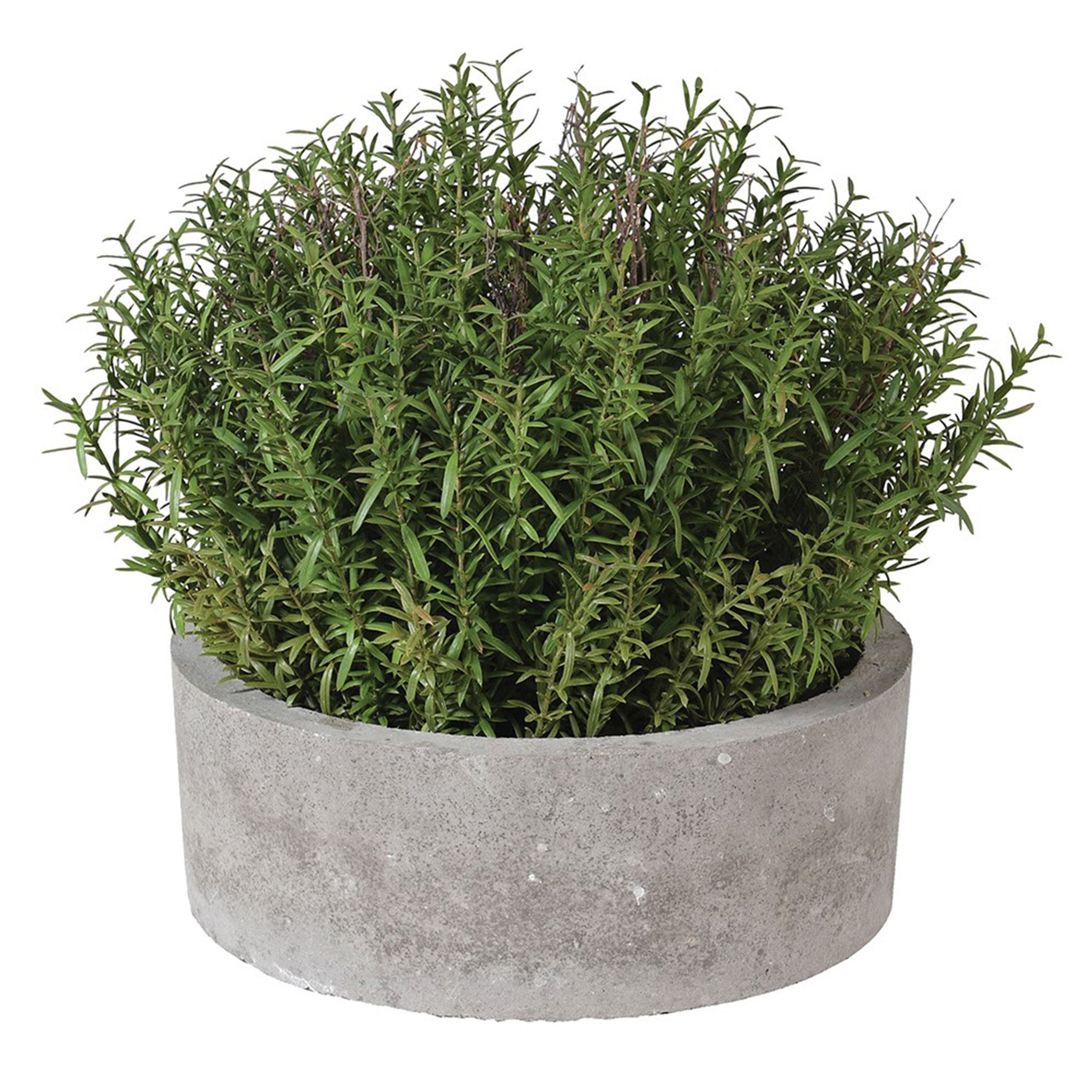 Herb Bush in Clay Pot